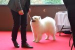 Meilleur Puppy Nantes 2018